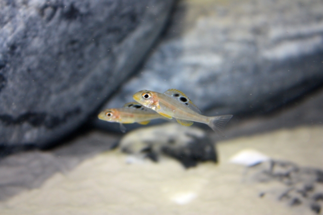 Xenotilapia Papilio &quot;Sunflower&quot; Mpimbwe
