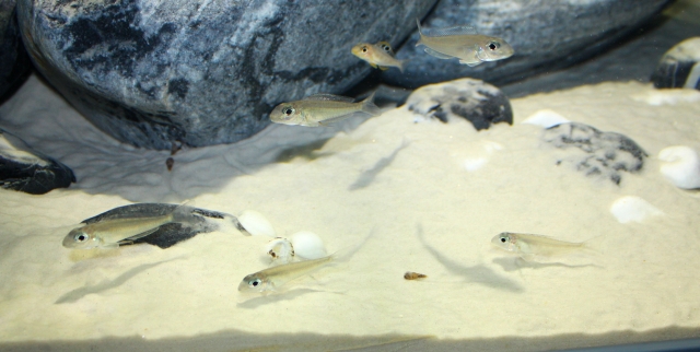 Xenotilapia bathyphilus &quot;Kekese&quot;