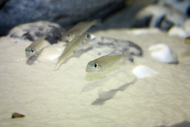 Xenotilapia bathyphilus &quot;Kekese&quot;