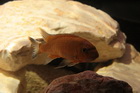 Labeotropheus Trawawasae Chilumba w tej odmianie samiec ma ubarwienie miedziane a samiczka bez zmian