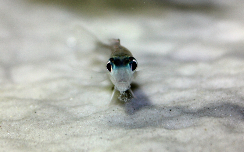 X.BATYHYPHILUS2.jpg
