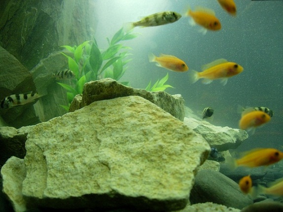 DSCN5667.JPG