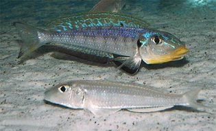 Xenotilapia-Kilesa2.jpg