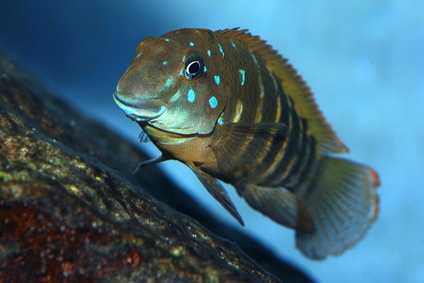 ERETMODUS CYANOSTICTUS.jpg