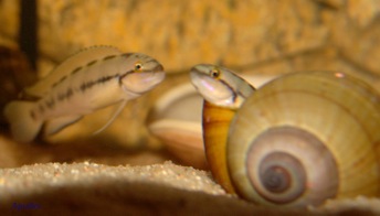 Foto12_Telmatochromis_vittatus_shell.jpg