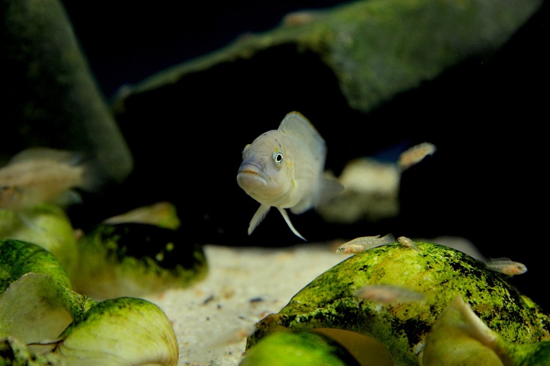 Telmatochromis temporalis shell.jpg
