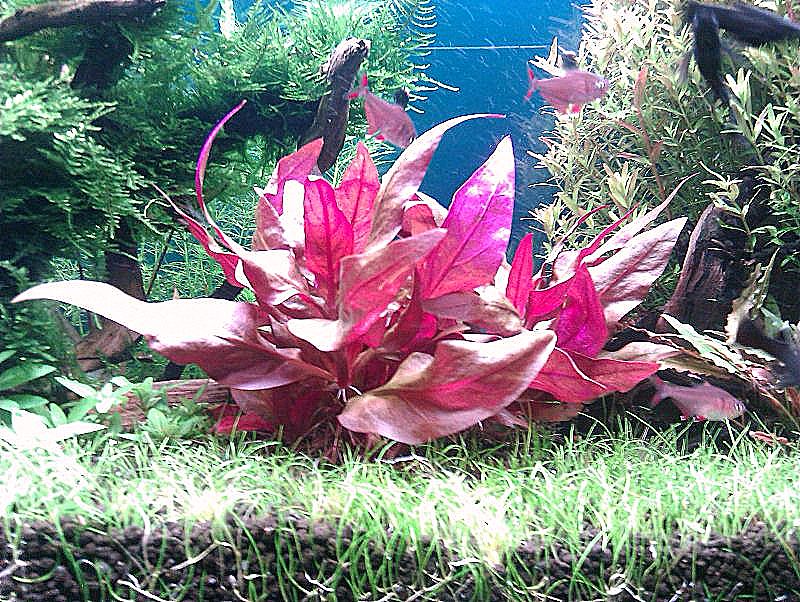 IMAG0811 (800x602).jpg