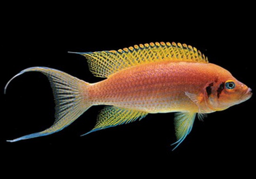 Neolamprologus Daffodil.jpg