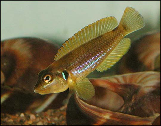 Lamprologus ocellatus gold.jpg