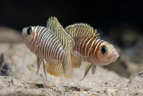 Lamprologus similis.jpeg