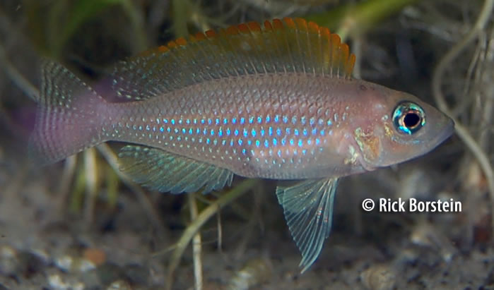 Neolamprologus_caudopunctatus- red fin.jpeg