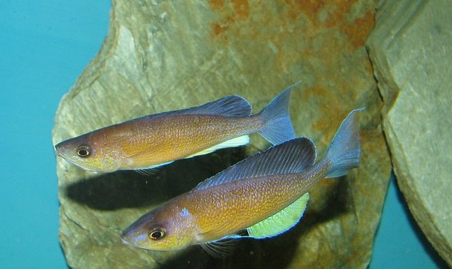 cyprichromis_pavo_kapampa1.jpg