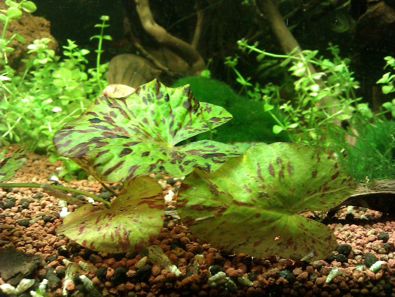 IMAG0852.jpg