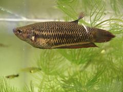 240px-Betta_splendens_female.jpg