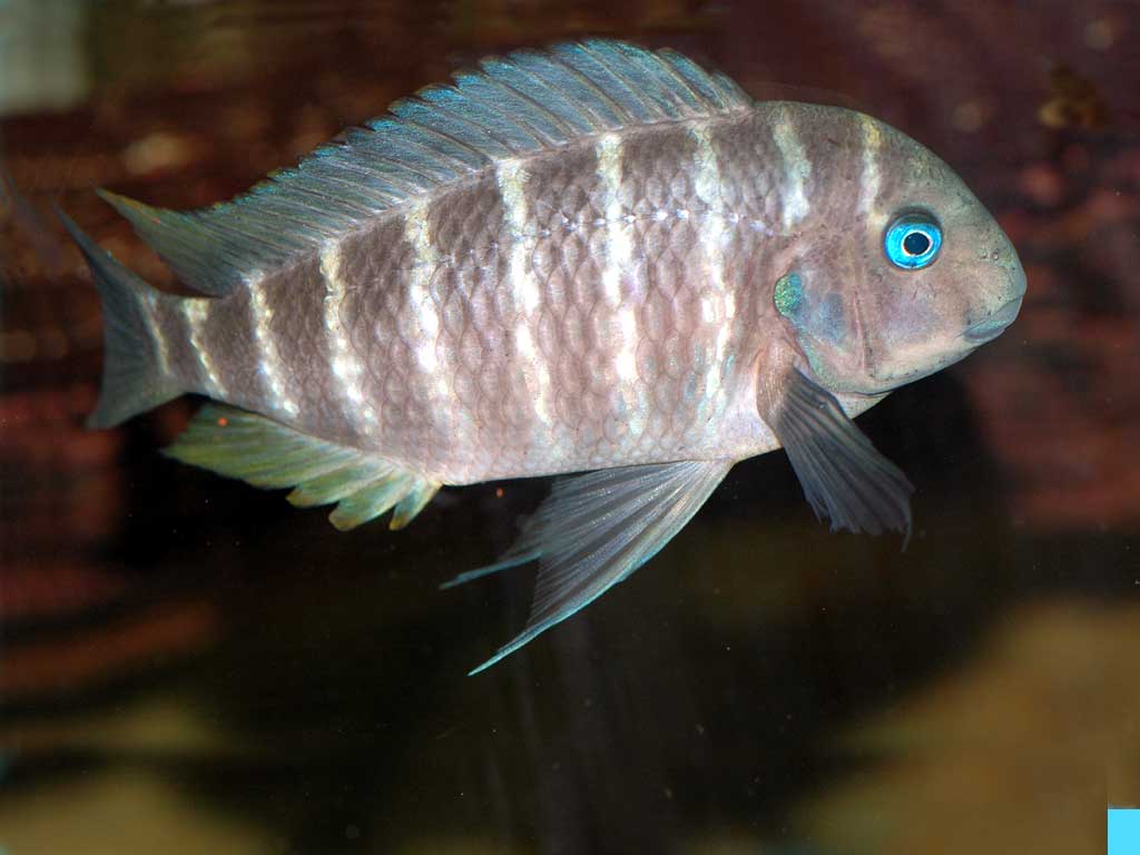 Tropheus polli.jpg