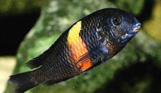 Tropheus sp. Black Mboko.jpg