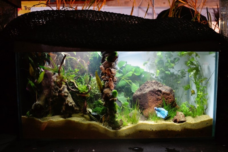 Nasz zbiornik &quot;Yin Yang&quot; który reprezentował nas w konkursie na najładniejszy zbiornik targów Zoobotanica 2014. Akwarium zostało przedzielone ścianą z lawy (mimo tego, filtracja w nim była:P)<br />po lewej stronie mieszkał przez te 3 dni bojownik HM, plakat, dragon i samica HM. po prawej stronie mieszkał samiec over HM, Marble z samicą HM,dragon, marble (o tym samym ubarwieniu :P)