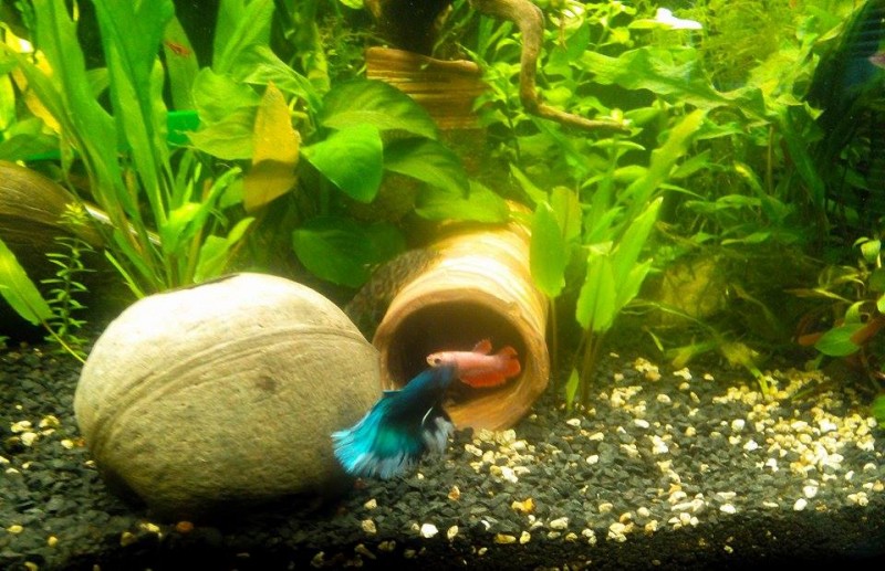 betta2.jpg