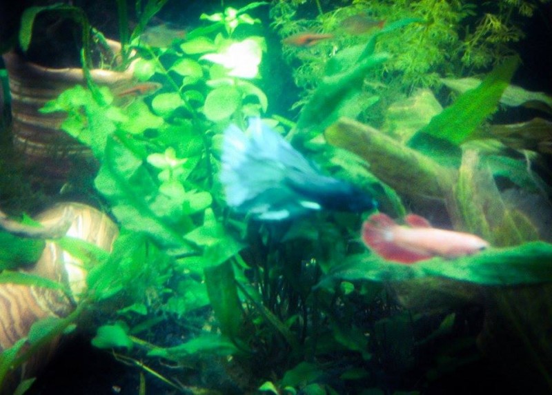 betta1.jpg