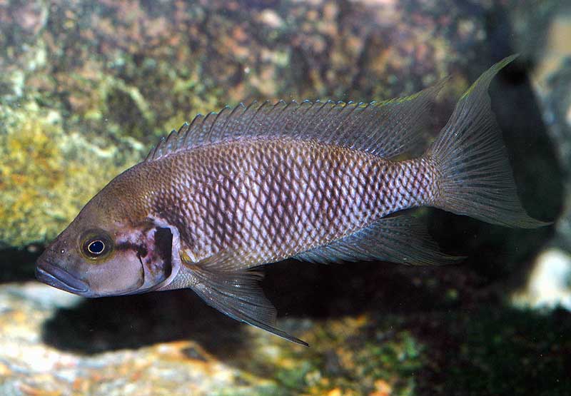 neolamprologus savory.jpg