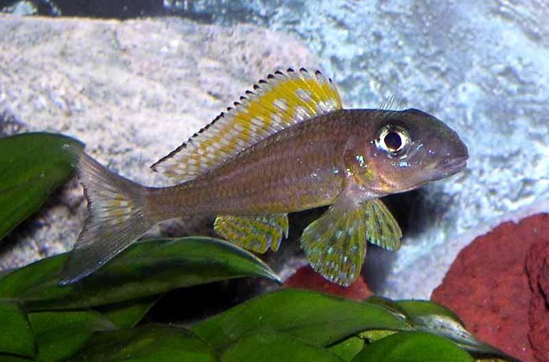 xenotilapia_papilio.jpg