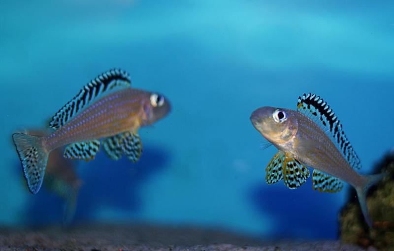 xenotilapia_papilio 2.jpg