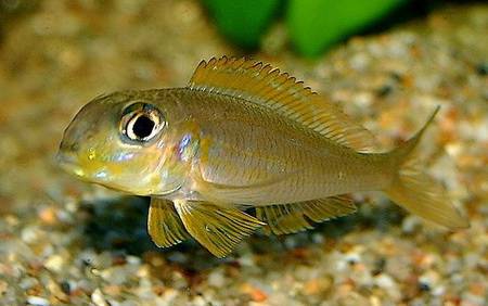 Xenotilapia_flavipinnis.jpg