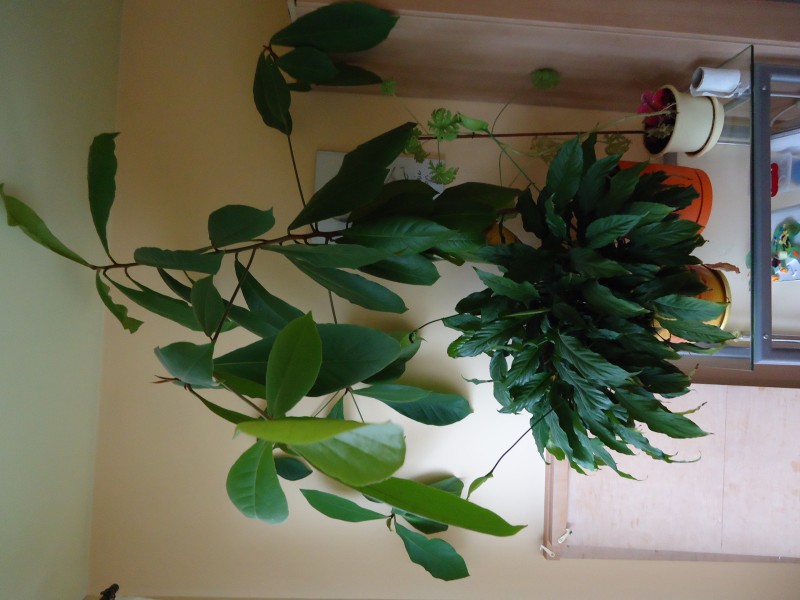 Plantacja &quot;liścia&quot;