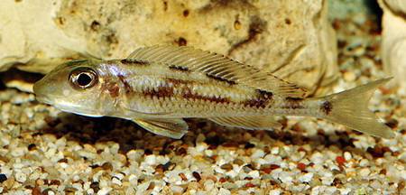 Xenotilapia_leptura_Zambie.jpg