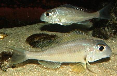 Xenotilapia_longispinis.jpg