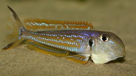 Xenotilapia_ochrogenys_Kigoma.jpg