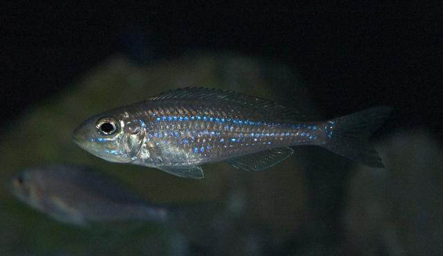 Xenotilapia rotundiventralis.jpg