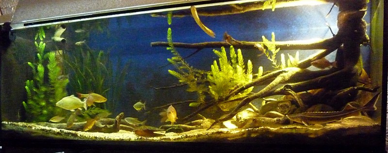 P1050003-crop.JPG