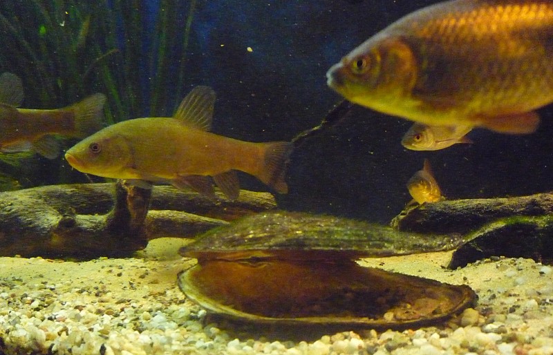 P1050013-crop.JPG