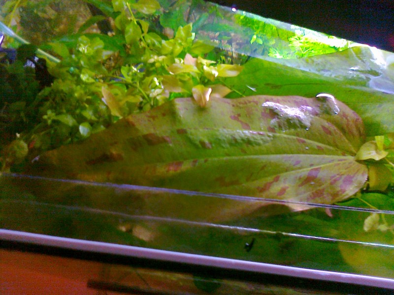 echinodorus na pałeczkach liść.jpg