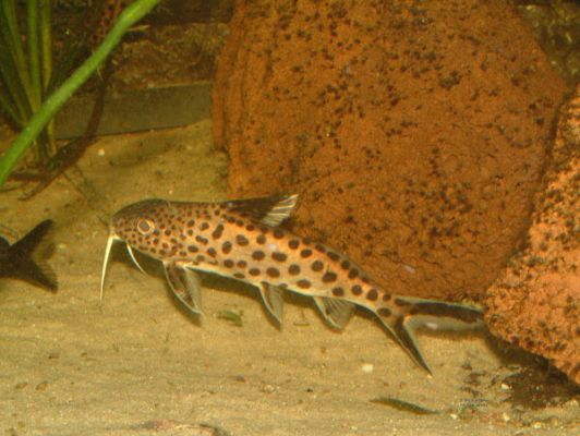 Synodontis multipunctatus.jpg