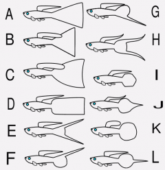 A- Wachlarz <br />B- Triangel <br />C- Welon <br />D- Proporczyk <br />E- Dwumiecz <br />F- Górny miecz <br />G- Dolny miecz <br />H- Lira <br />I- Łopatka <br />J- Płomyk <br />K- Rakietka <br />L- Igiełka