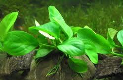 Anubias Bartera.jpeg