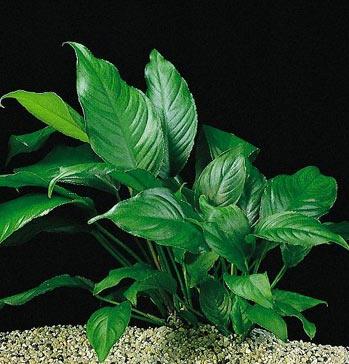 Anubias fałdolistny (kongijski).jpg