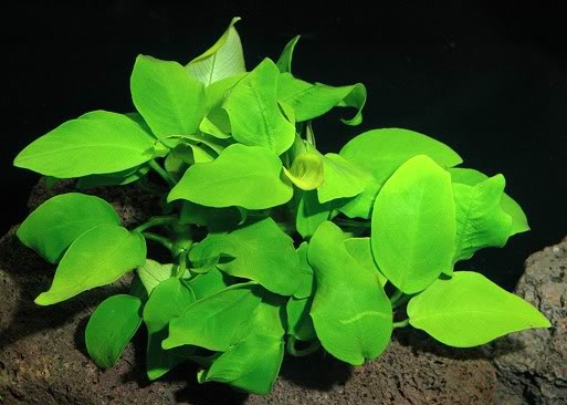 Anubias olbrzymi .jpg