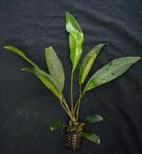 Anubias Pynaerta.jpeg