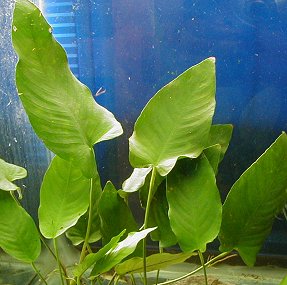 Anubias wysmukły.jpg