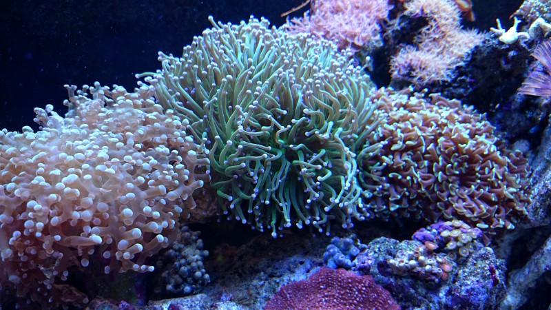 DSC_0105.JPG