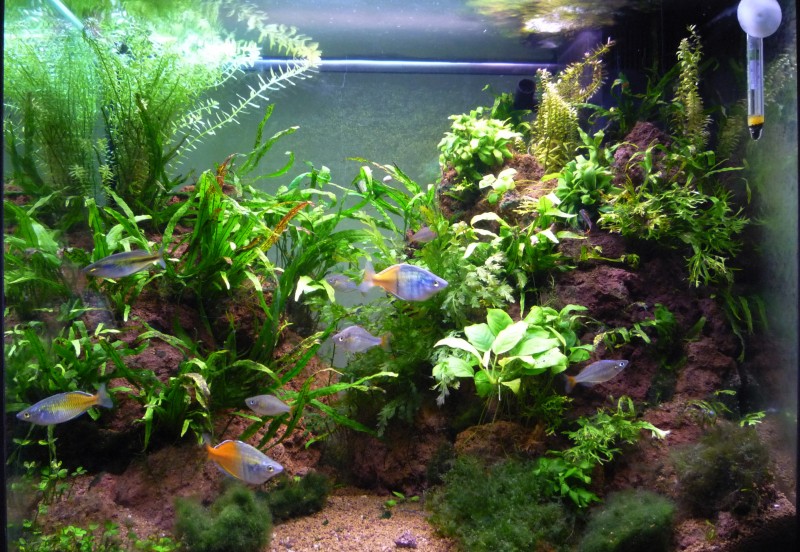 P1050032-crop.JPG