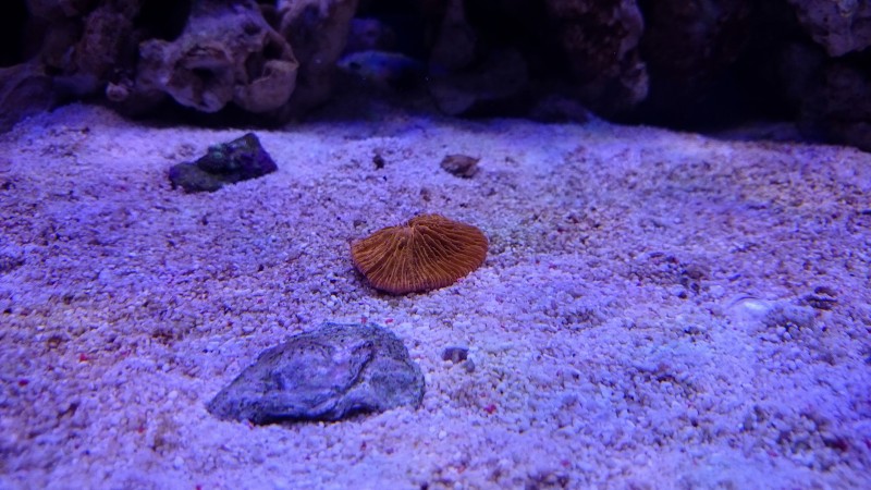 DSC_0904.JPG