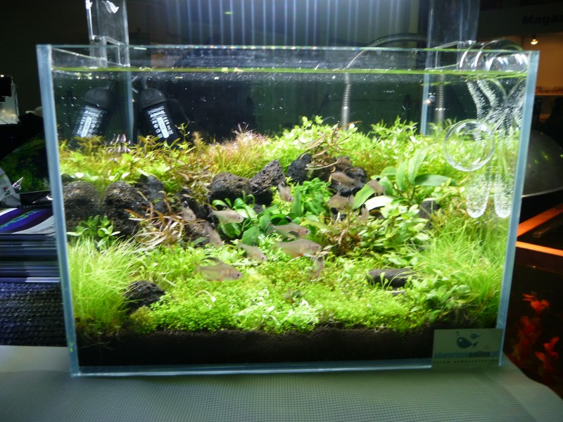P1100179.JPG