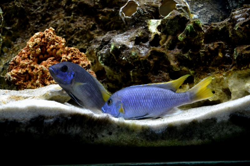 DSC_0090.jpg