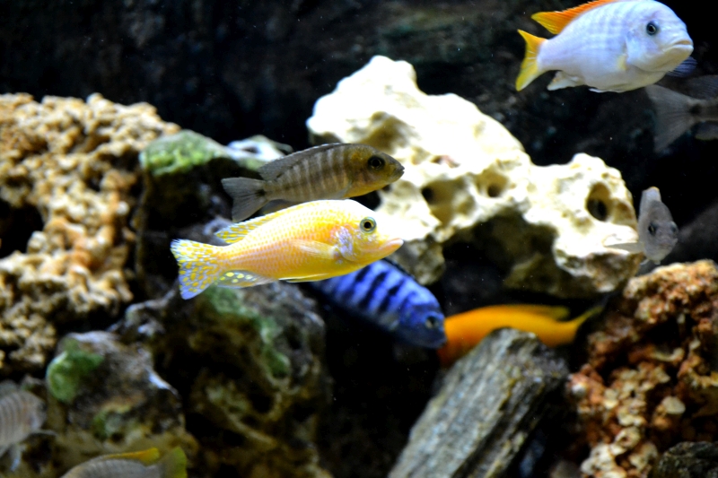 DSC_0095.jpg