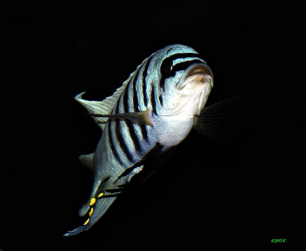 _CSC0176.JPG
