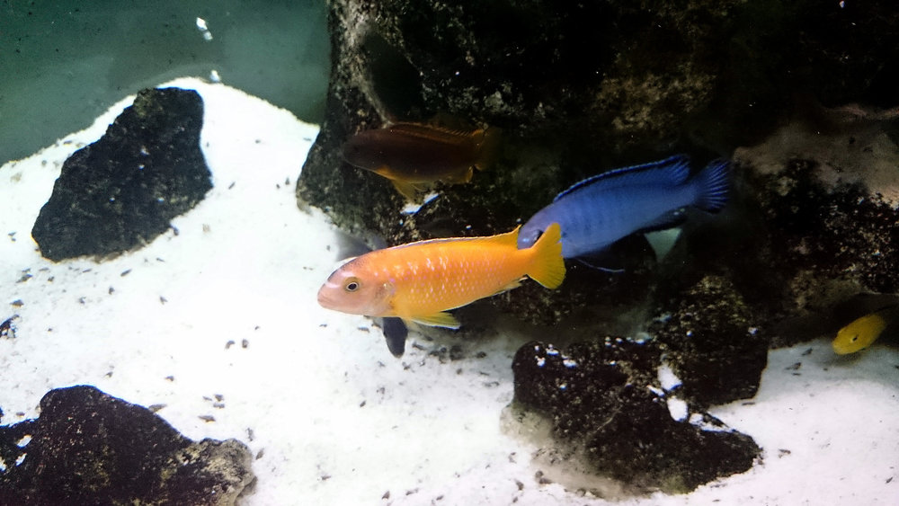 DSC_0969.JPG